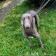 Missy-greyhound-GACI (10)