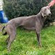 Missy-greyhound-GACI (2)