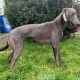 Missy-greyhound-GACI (3)