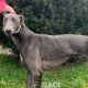 Missy-greyhound-GACI (4)