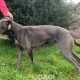Missy-greyhound-GACI (5)