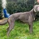 Missy-greyhound-GACI (6)