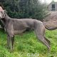 Missy-greyhound-GACI (7)