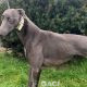 Missy-greyhound-GACI (8)