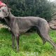Missy-greyhound-GACI (9)