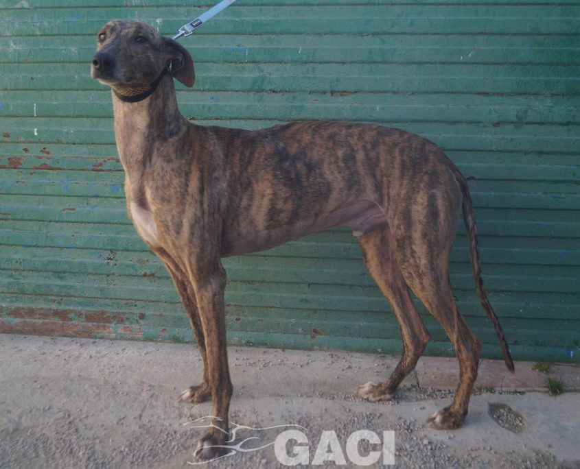 P220213_01 YATRA M 3 941000024067860 ( CESION) (1)