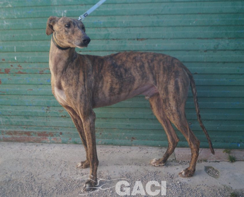 P220213_01 YATRA M 3 941000024067860 ( CESION) (2)