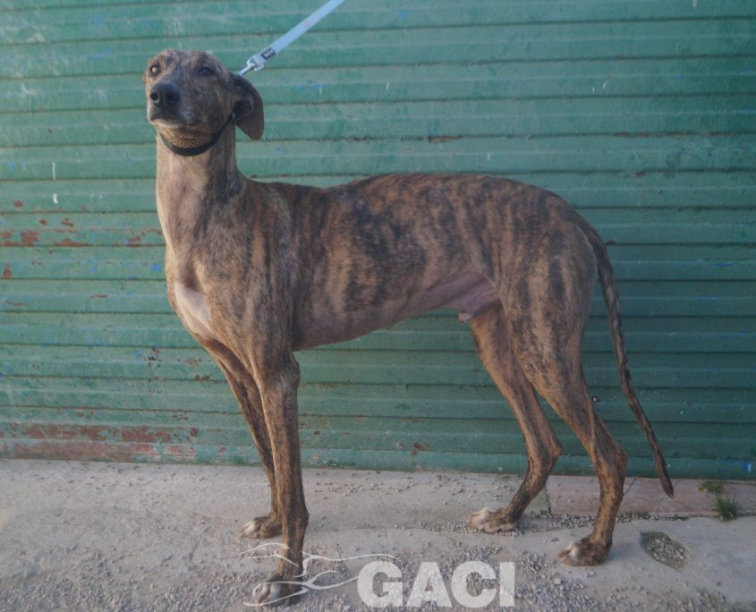 P220213_01 YATRA M 3 941000024067860 ( CESION) (3)