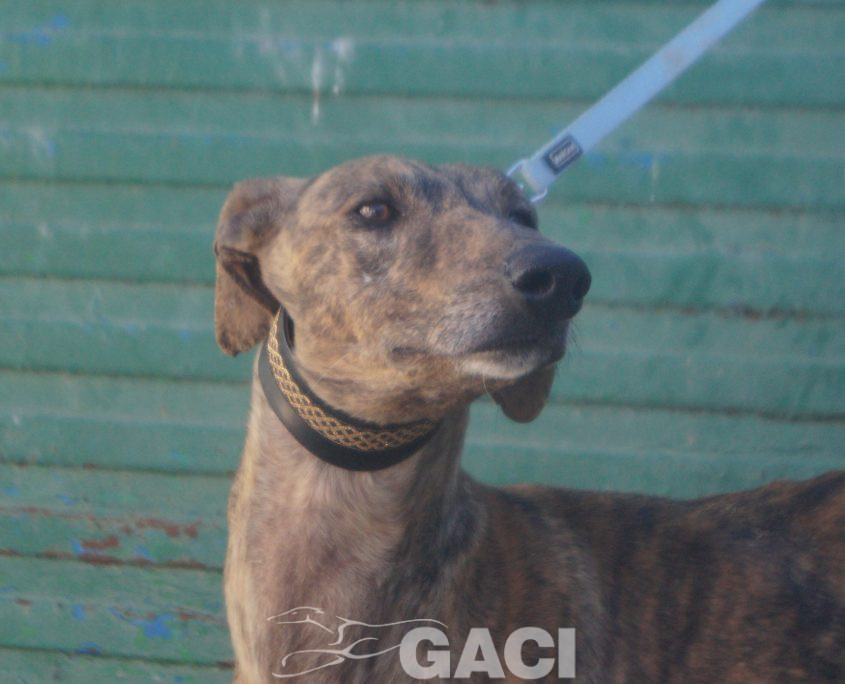 P220213_01 YATRA M 3 941000024067860 ( CESION) (4)