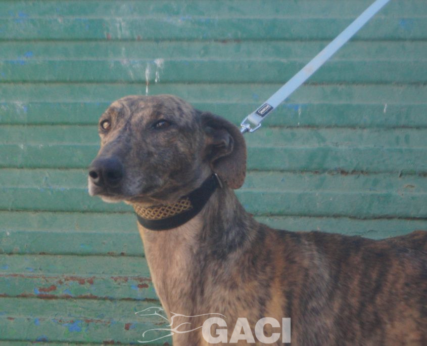 P220213_01 YATRA M 3 941000024067860 ( CESION) (6)