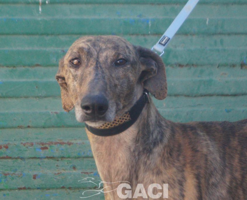 P220213_01 YATRA M 3 941000024067860 ( CESION) (7)