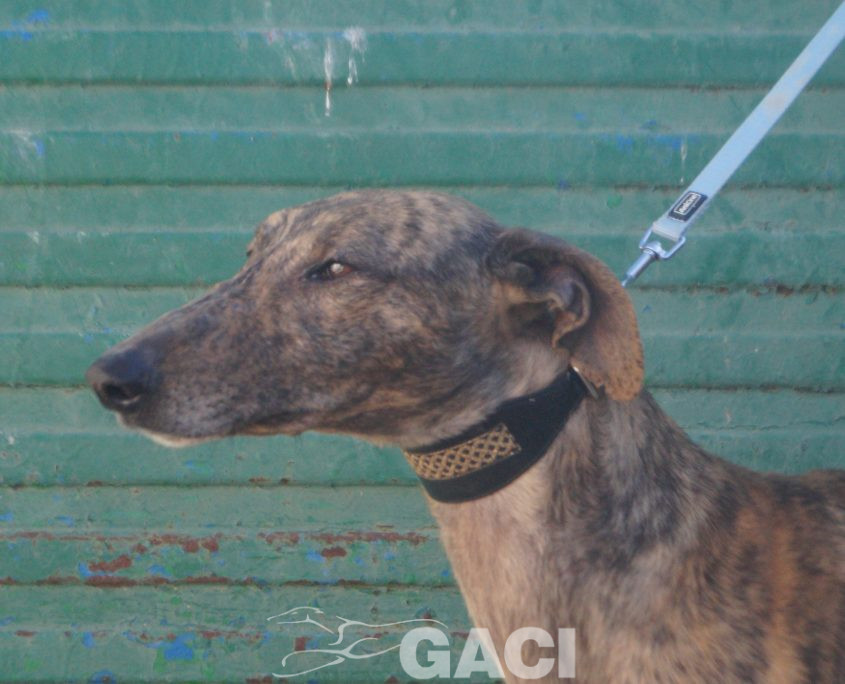 P220213_01 YATRA M 3 941000024067860 ( CESION) (8)