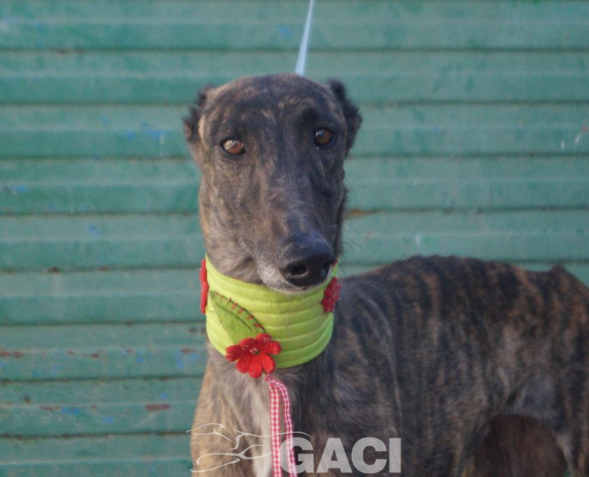 P220213_03 BANDERA II H4 94100002294352 ( CESION) (2)