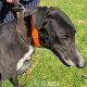 Franco-greyhound-GACI (1)
