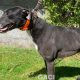 Franco-greyhound-GACI (10)