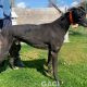 Franco-greyhound-GACI (11)