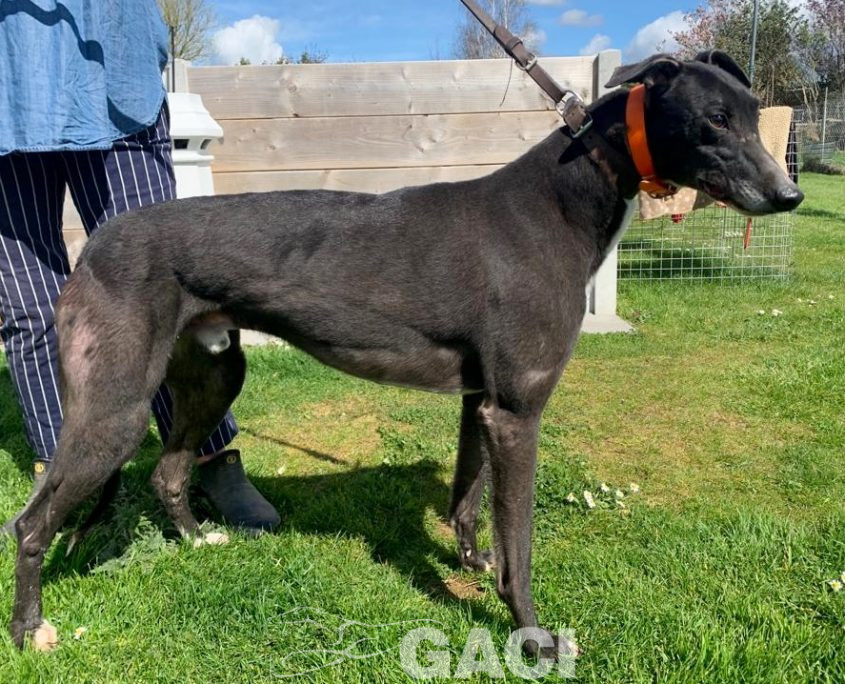 Franco-greyhound-GACI (11)