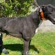 Franco-greyhound-GACI (12)