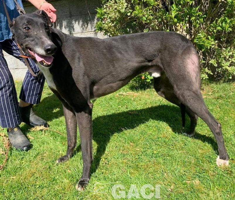 Franco-greyhound-GACI (13)