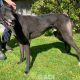 Franco-greyhound-GACI (13)