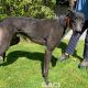 Franco-greyhound-GACI (14)
