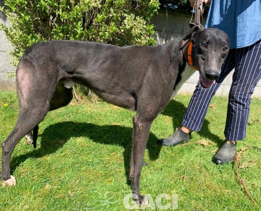 Franco-greyhound-GACI (14)