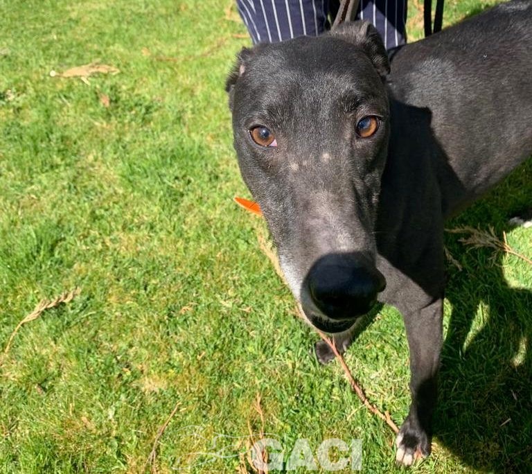 Franco-greyhound-GACI (15)