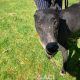 Franco-greyhound-GACI (15)
