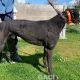 Franco-greyhound-GACI (16)