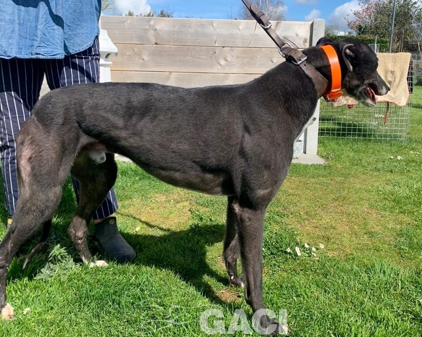 Franco-greyhound-GACI (16)
