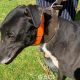 Franco-greyhound-GACI (17)