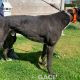 Franco-greyhound-GACI (18)