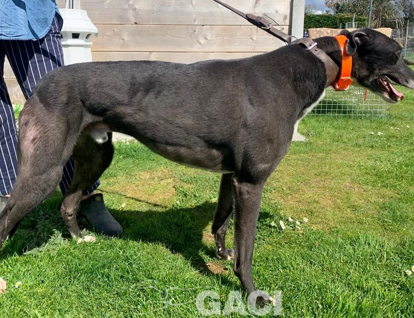 Franco-greyhound-GACI (18)