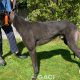 Franco-greyhound-GACI (2)