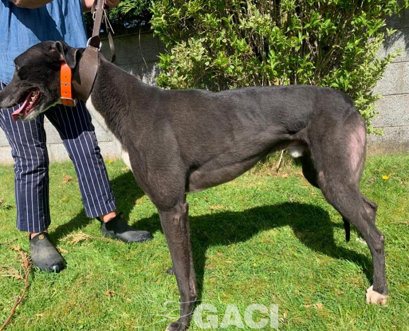 Franco-greyhound-GACI (2)