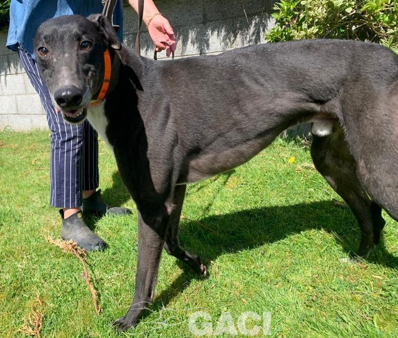 Franco-greyhound-GACI (3)