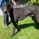 Franco-greyhound-GACI (3)