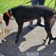 Franco-greyhound-GACI (4)