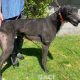 Franco-greyhound-GACI (5)