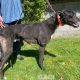 Franco-greyhound-GACI (6)