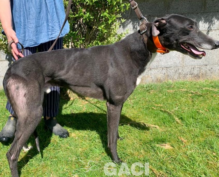 Franco-greyhound-GACI (6)