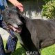 Franco-greyhound-GACI (7)