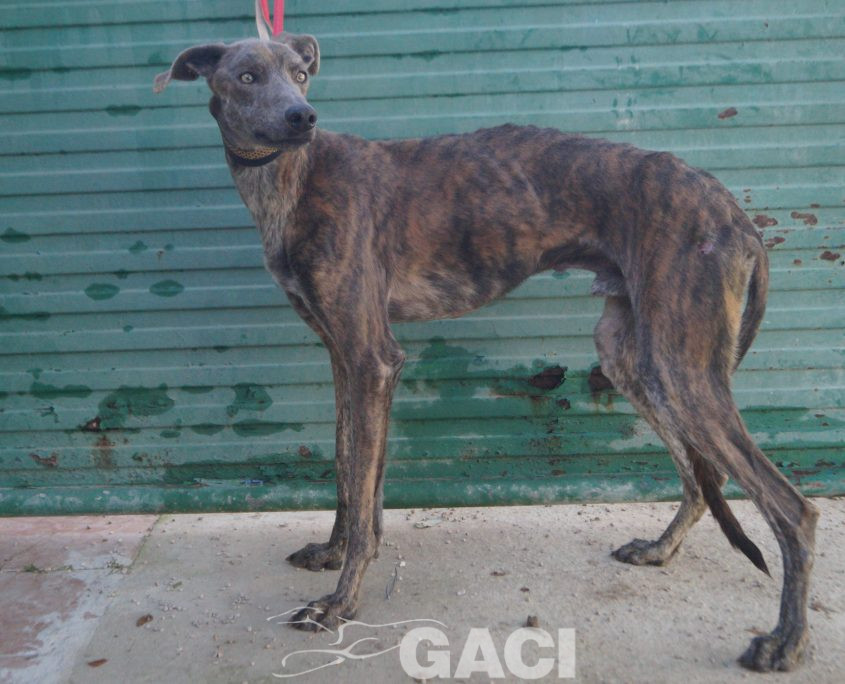 P211219_02 TURBO M1,5 941000025246539 ( CESION) (1)