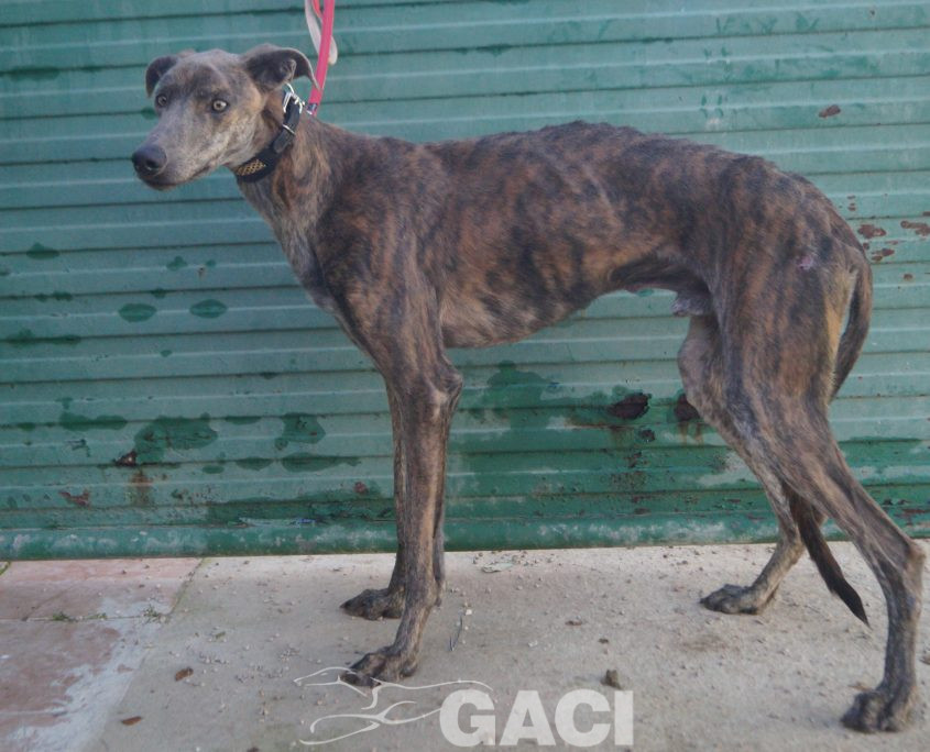 P211219_02 TURBO M1,5 941000025246539 ( CESION) (2)