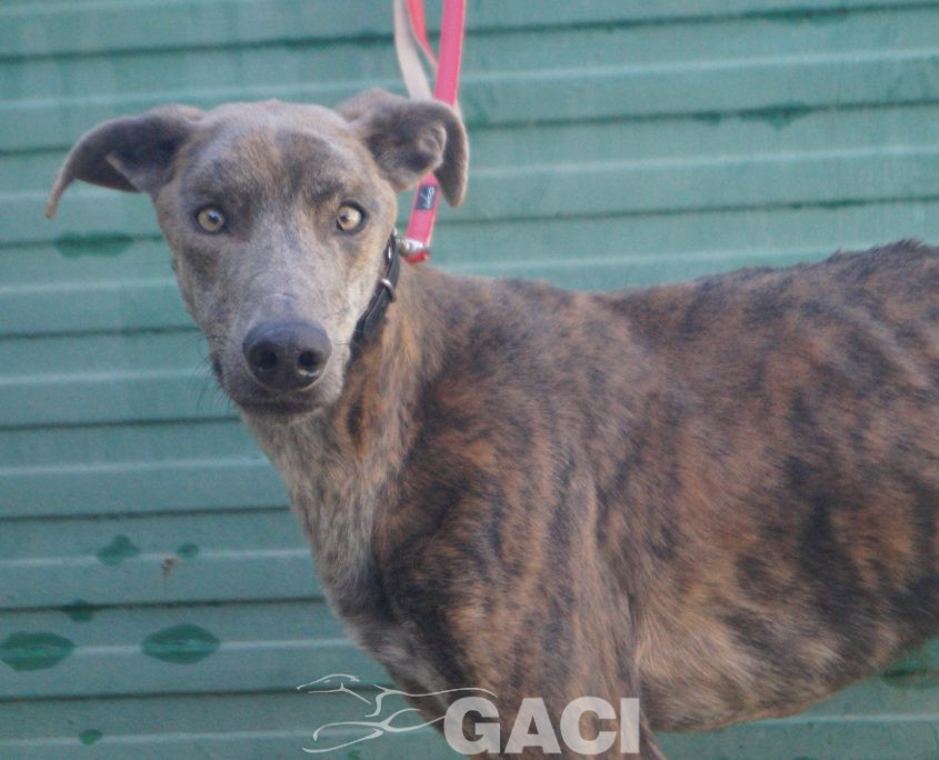 P211219_02 TURBO M1,5 941000025246539 ( CESION) (3)