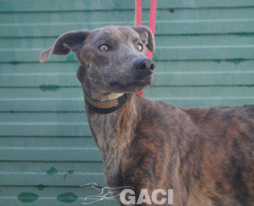 P211219_02 TURBO M1,5 941000025246539 ( CESION) (4)