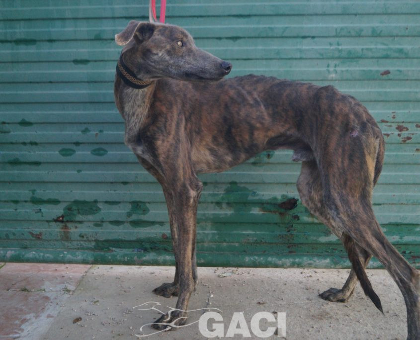 P211219_02 TURBO M1,5 941000025246539 ( CESION) (5)