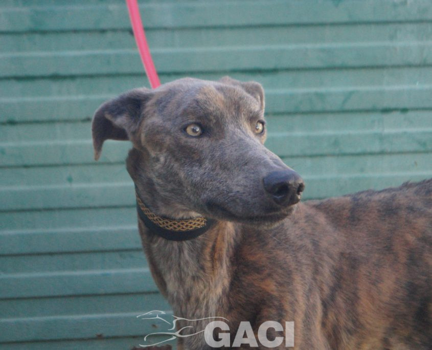 P211219_02 TURBO M1,5 941000025246539 ( CESION) (6)