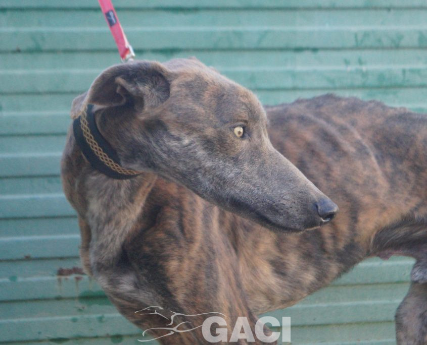 P211219_02 TURBO M1,5 941000025246539 ( CESION) (7)