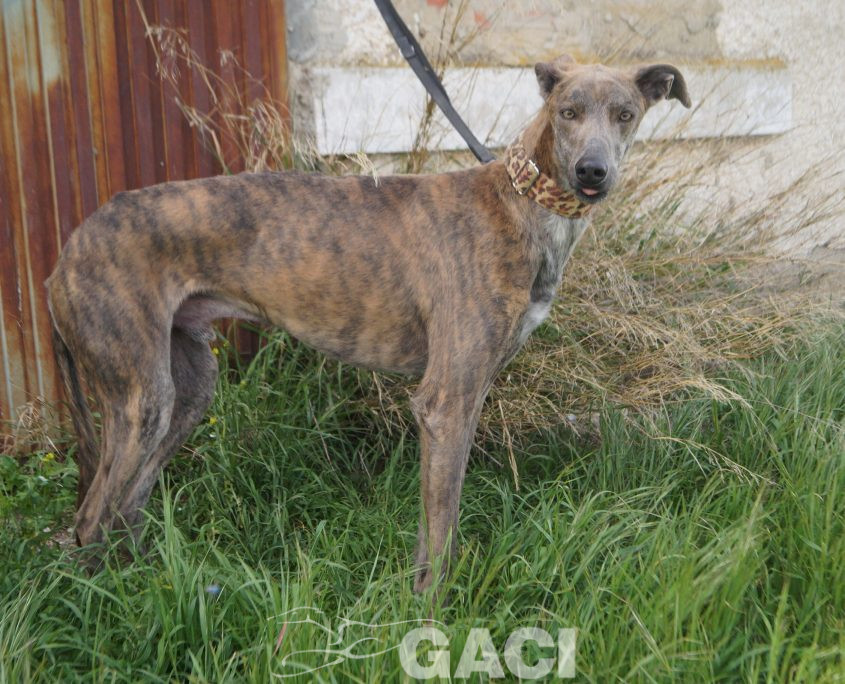 turbo nuevas fotos (1)